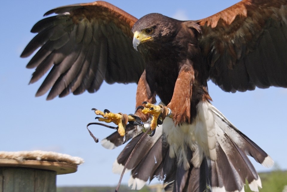 Falconry Summer Fair 2024 - Ticket includes Flying Display show + A Static display of birds with a digital Family photo next to the birds (no bird handling).